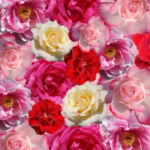 mountain of roses - story of ridvan