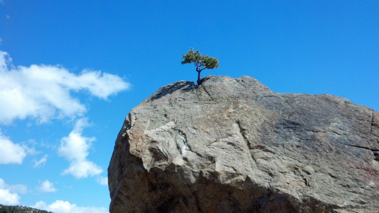 tree courage