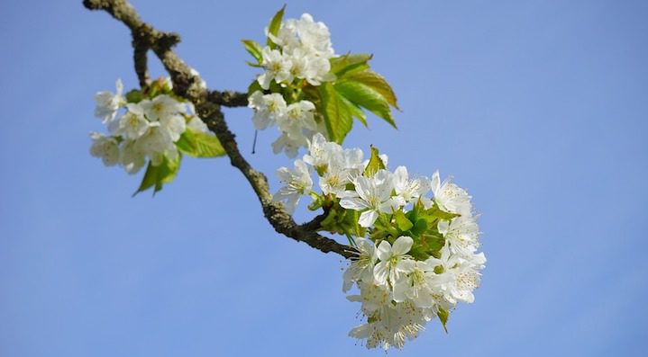 tablet of the branch - cherry blossoms