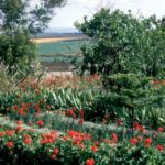 Gardens of the Mansion of Mazra'ih - Ishraqat