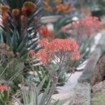 gardens at bahji