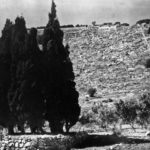 cypress trees on mt carmel