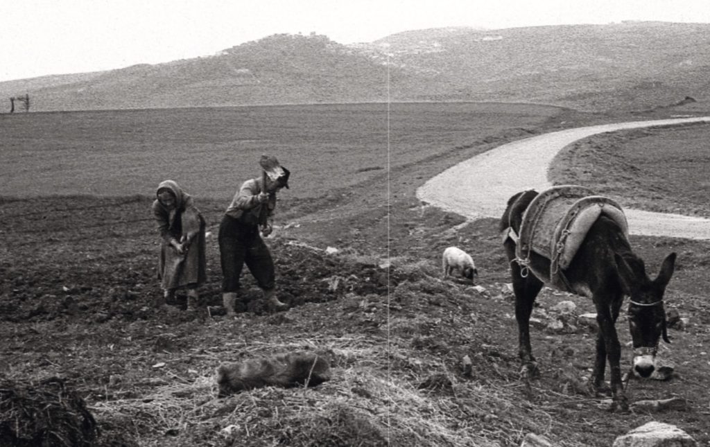 Old woman and man hoe and soe the black soil. Donkey nearby. Snow on hills in the distance. In the vicinity of Lacedonia. Frank Cancian image.