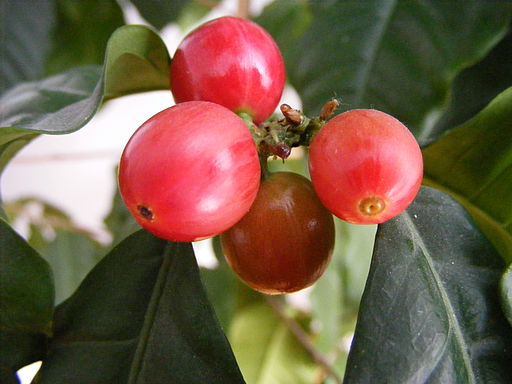 Four mature red coffee beans on a coffee bush. Dark green leaves in the background. 