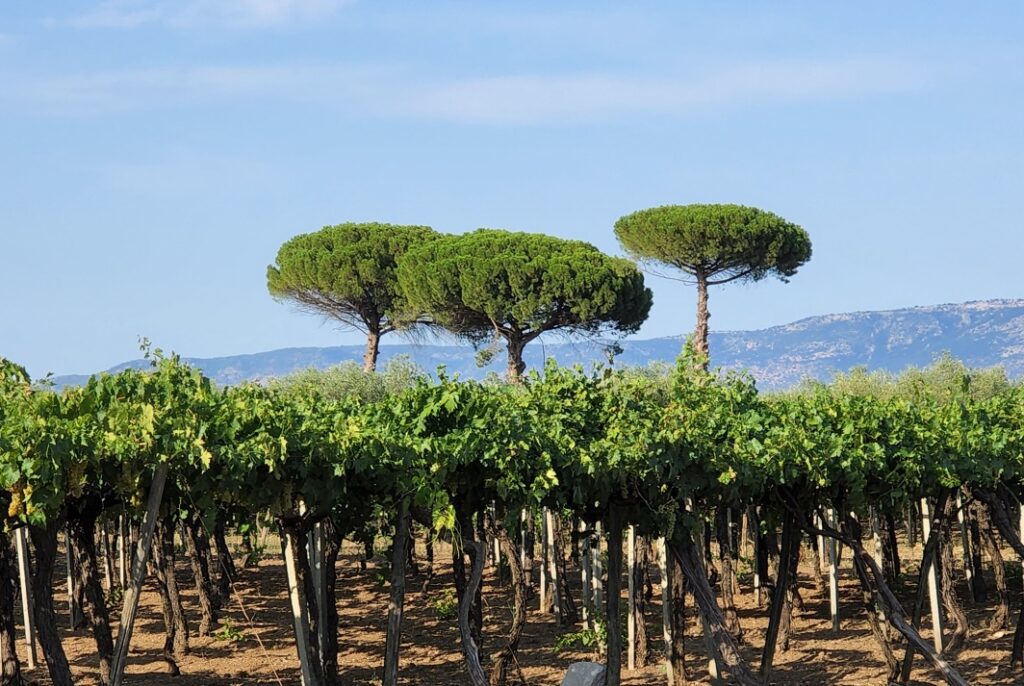 Stones pines rise from a vineyard. The Gargano mountain range rises in the distance