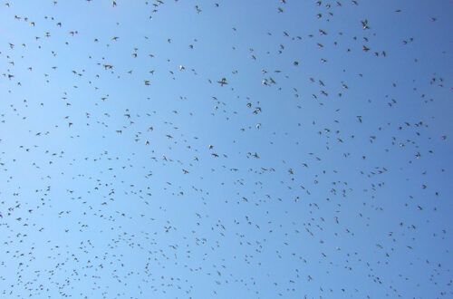 A flock of swallows