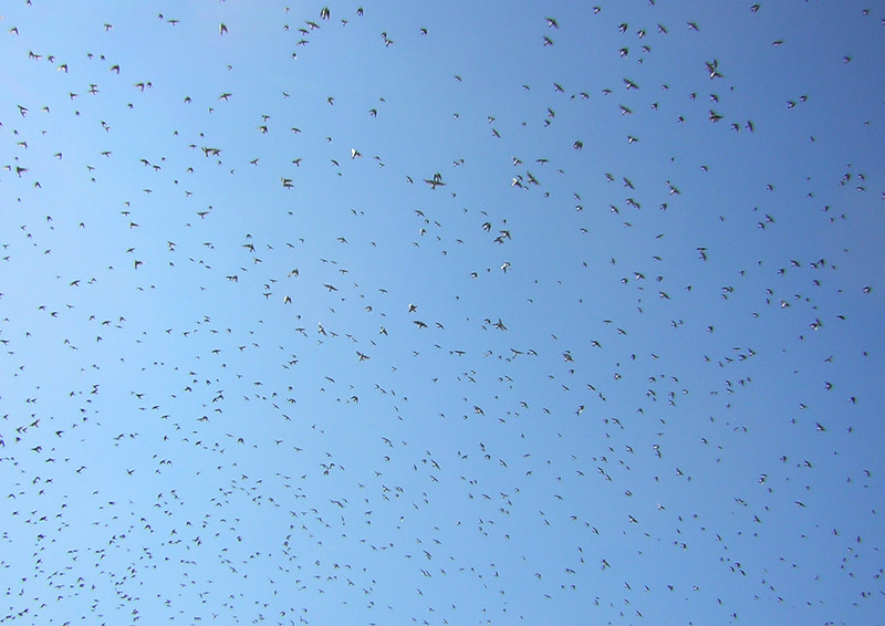 A flock of swallows